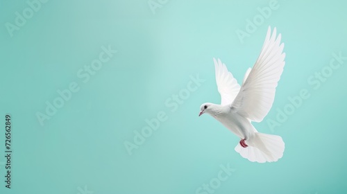 White Dove flying on pastel blue background. Copy space for text