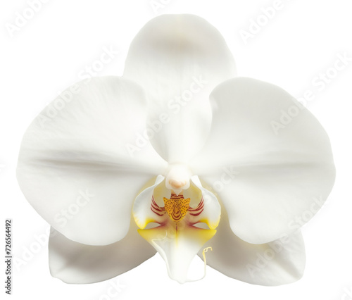 Top view of a white orchid flower isolated.