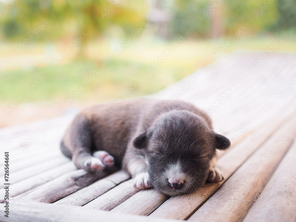 Cute newborn puppies sleeping on wooden desk, Thai puppy Cute newborn puppies sleeping on wooden desk, Thai puppy