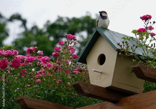 bird house in the garden with bird on roof