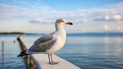 The Tranquil Scene of a Seagull Overlooking the Ocean as the Sun Dips Below the Horizon © coco