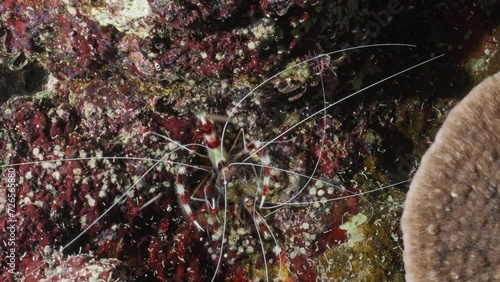 Banded coral shrimp, Spiny shrimp over of the Coral Reef in the Red Sea in Egypt in a night dive
