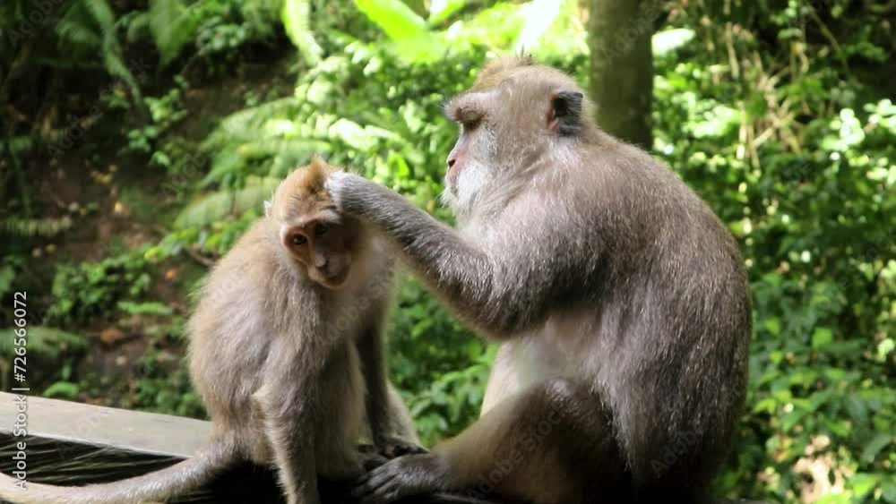 A group of monkeys are relaxing and eating at a monkey park in Bali, Indonesia A group of monkeys are relaxing and eating at a monkey park in Bali, Indonesia