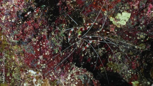 Banded coral shrimp, Spiny shrimp over of the Coral Reef in the Red Sea in Egypt in a night dive