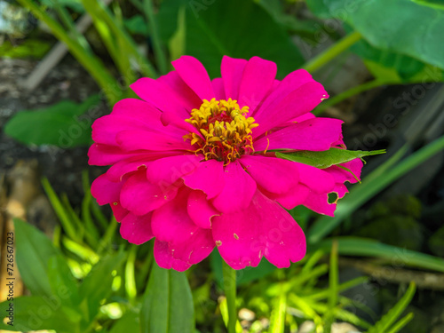 Beautiful and elegant zinnia paper flower ornamental plant