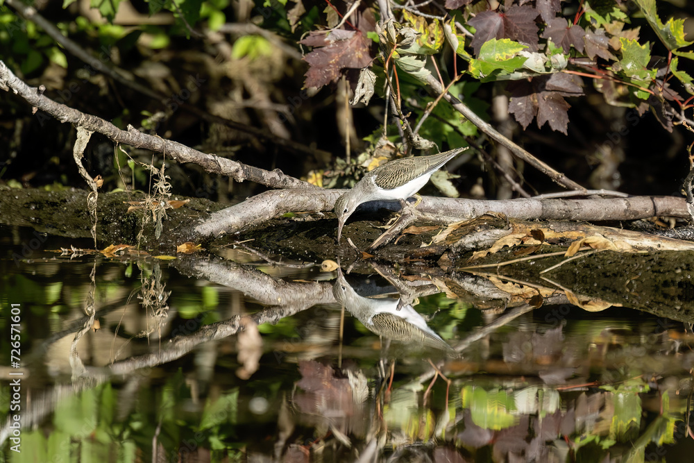 Spotted Sandpiper - actitis macularius in its natural environment when looking for food.