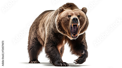 Ferocious Grizzly Bear isolated on white background