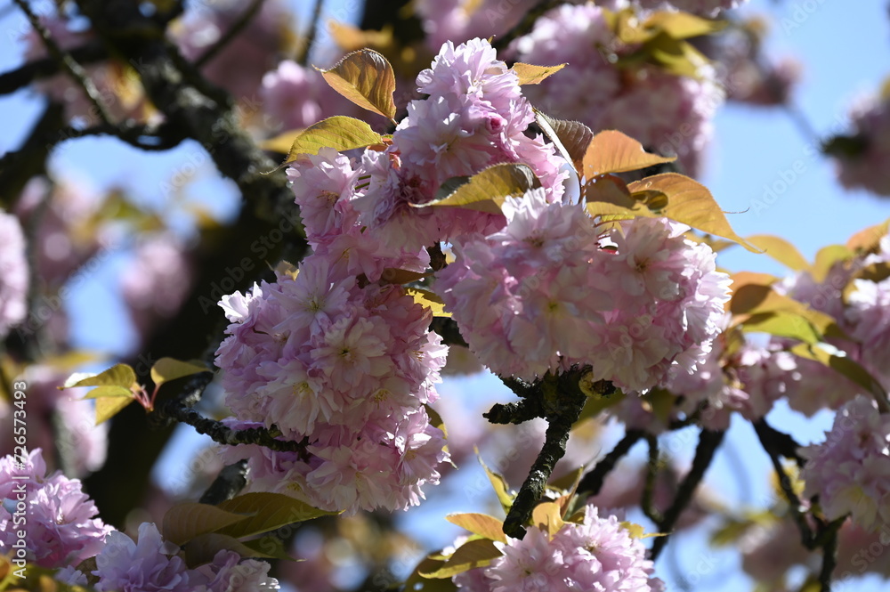 Les cerisiers en fleurs au Printemps Les cerisiers en fleurs au Printemps
