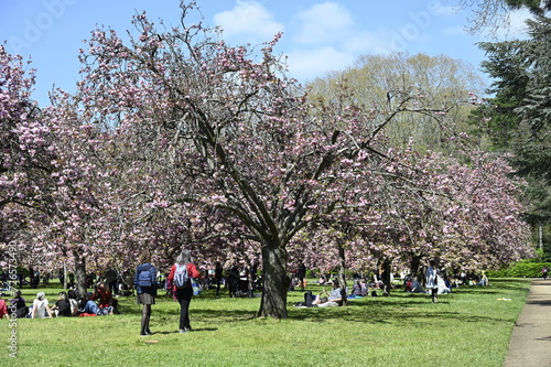 Les cerisiers en fleurs au Printemps