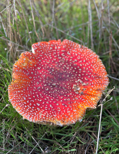 Red fly agaric mushroom, Amanita muscaria