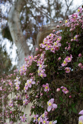 Ornamental pink flowers blooming on fence
