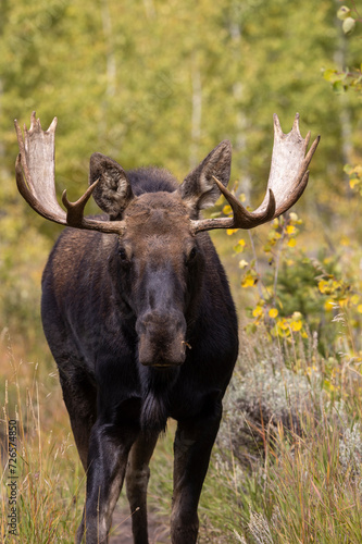  Bull Shiras Moose During the Rut in Wyoming in Autumn