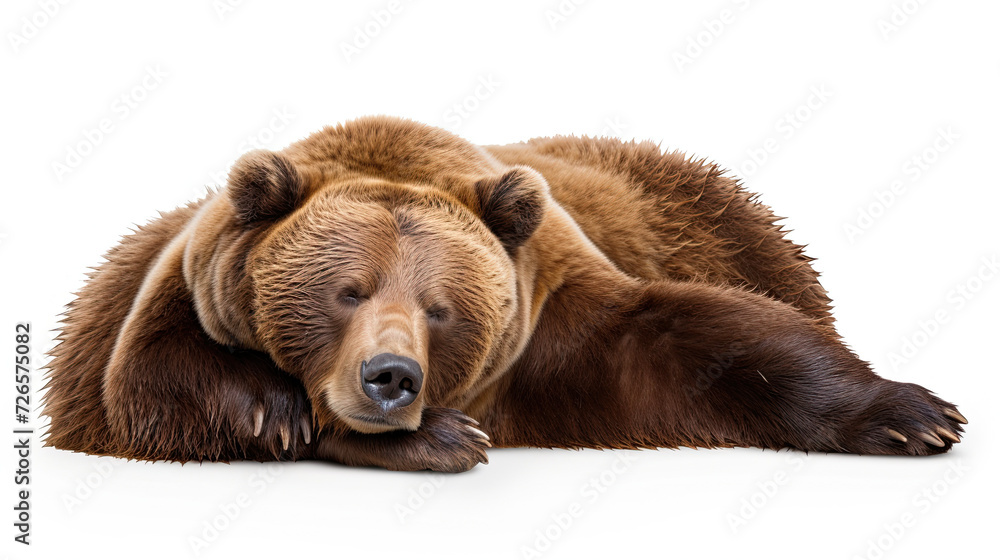 Fototapeta premium Sleeping Grizzly Bear isolated on white background