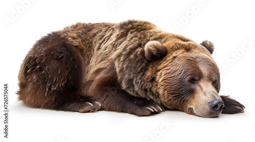 Sleeping Grizzly Bear isolated on white background