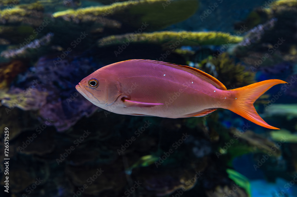 Tropical coral, sea fish Tropical coral, sea fish