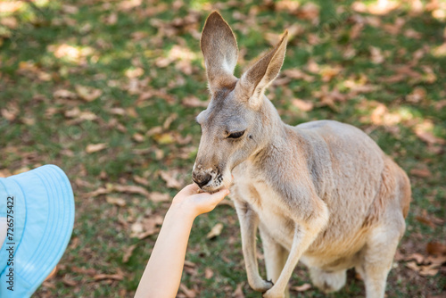 Child feeding a kanagaroo in the shade of trees photo