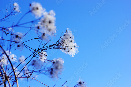 Flausch vor Himmel photo