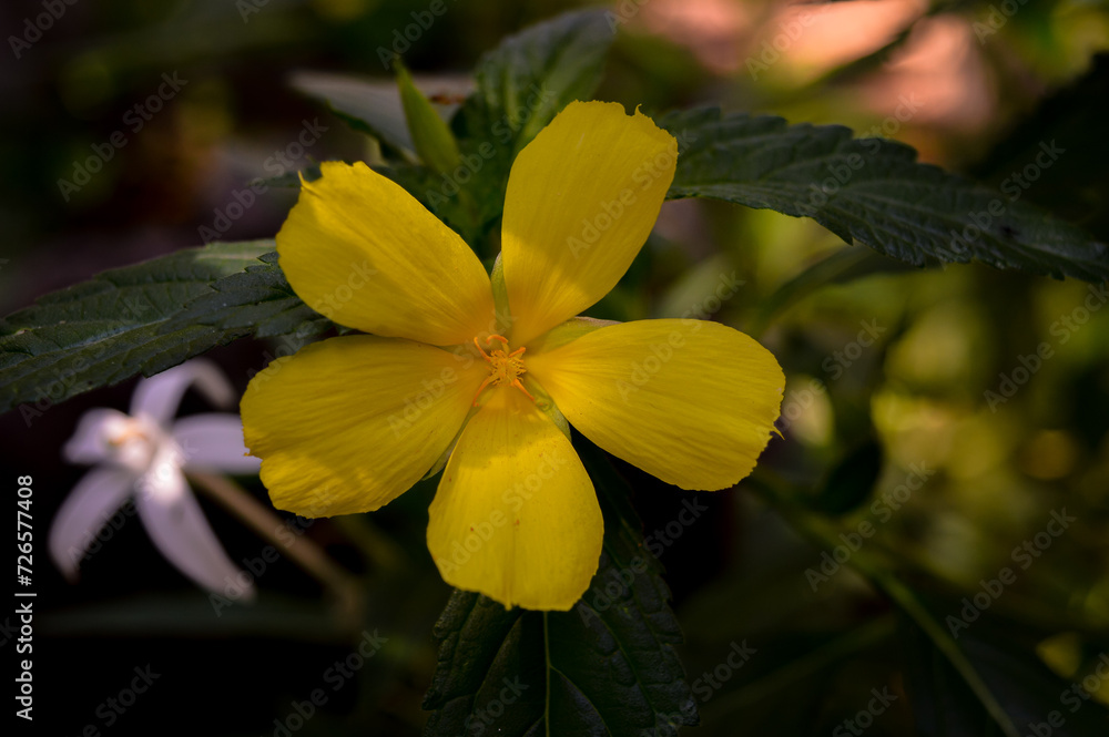 Obraz premium Turnera ulmifolia or known as the eight o'clock flower is a species of flowering plant from the genus of the eight o'clock flower (Turnera).