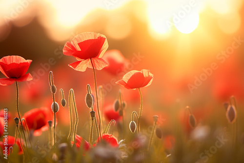 Beautiful flowers of poppies in evening light sun in nature. Natural spring summer landscape with red poppies at sunset, close up. 