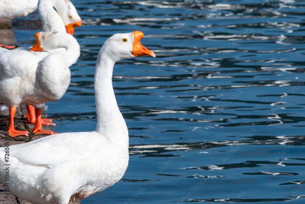 Obraz premium 琵琶湖のガチョウ 滋賀県大津市浜大津港