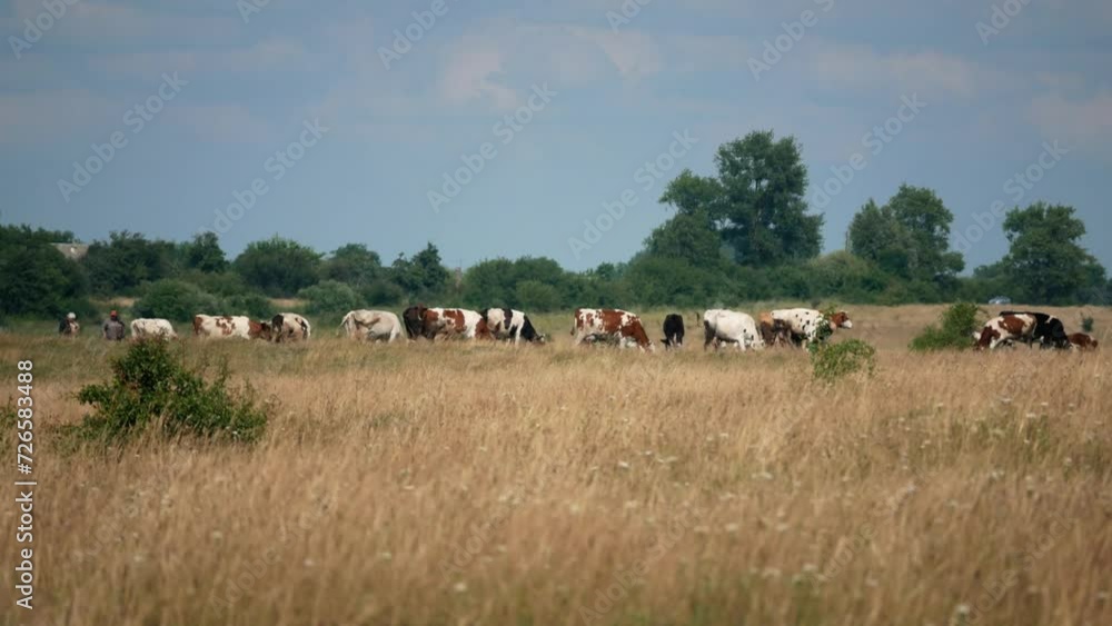 Herd of cows on a summer pasture in the meadows. Animal husbandry in agriculture Herd of cows on a summer pasture in the meadows. Animal husbandry in agriculture