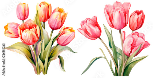 Fototapeta Naklejka Na Ścianę i Meble -  Set of watercolors tulip, isolated on transparent background. Floral watercolor illustration, spring flowers