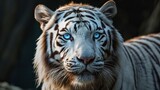 Close-Up Portrait of Majestic White Tiger with Striking Blue Eyes in Natural Habitat