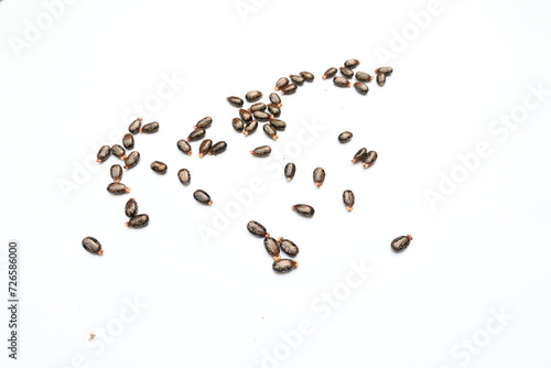 Castor seeds on white background. Ricinus communis, the castor bean or palma christi is a species of perennial flowering plant in the spurge family. Many Ayurvedic medicines are made from its oil.  photo