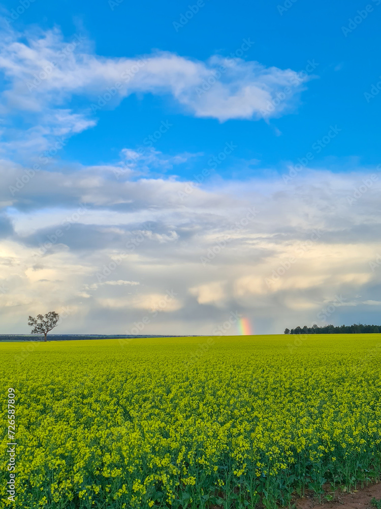 A vibrant Spring day with rainbow visible across canola field A vibrant Spring day with rainbow visible across canola field