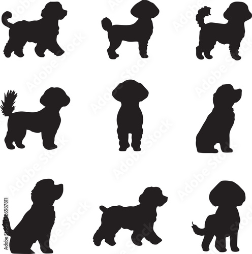 Valokuva Bichon Frise Dog Silhouettes