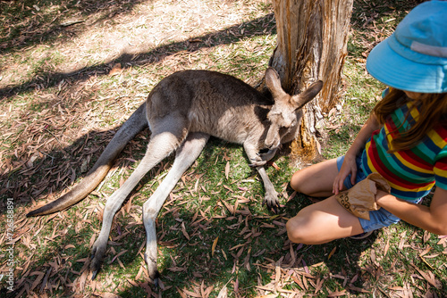 child interacting with a relaxed kangaroo photo