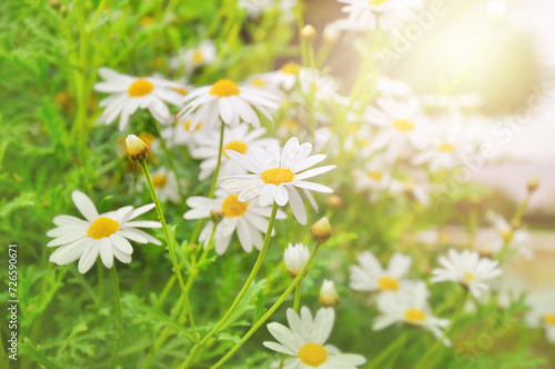 field of daisy flowers, chamomile flowers