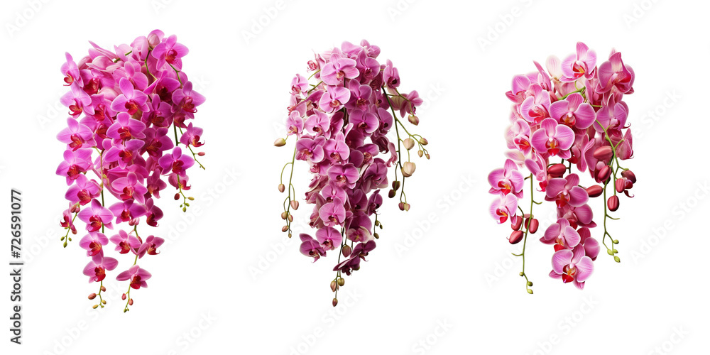 bunch of hung orchids transparent background bunch of hung orchids transparent background