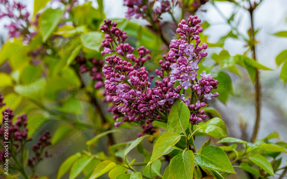 spring pink lilac tree in bloom spring pink lilac tree in bloom