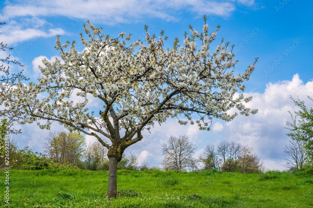 Blooming cherry trees under a white-blue sky in Frauenstein/Germany in the Rheingau
Blooming cherry trees under a white-blue sky in Frauenstein/Germany in the Rheingau