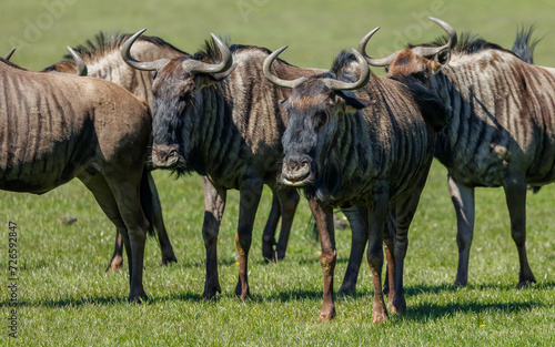 Photography herd of wildebeest in grassy field