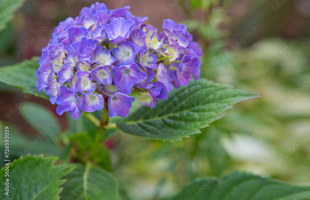 Beautiful blue hydrangea flowers in the garden Beautiful blue hydrangea flowers in the garden