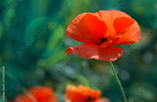 Red poppies close up isolated on green blur background.