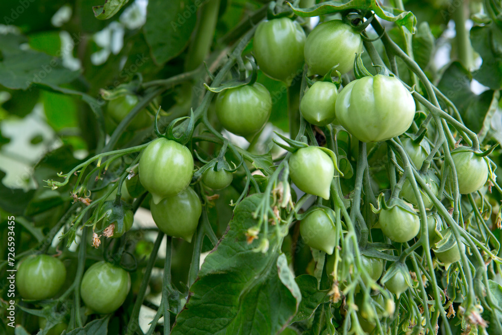 Ripe green tomatoes hanging in the garden.