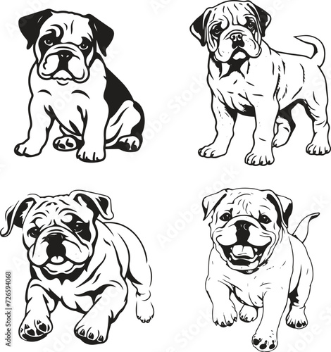 English Bulldog Puppy Vector