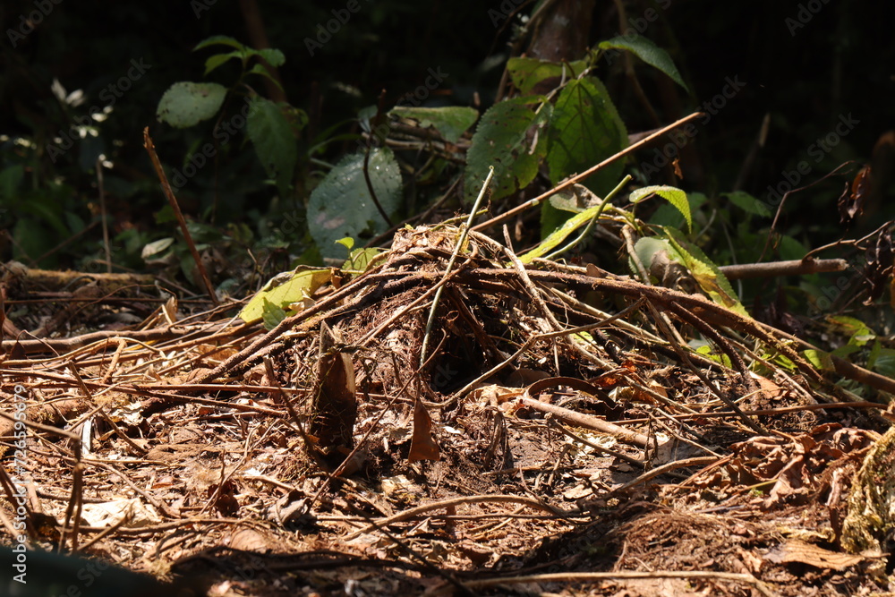 Burrow nest of marsupial animal from Indonesian New Guinea Burrow nest of marsupial animal from Indonesian New Guinea