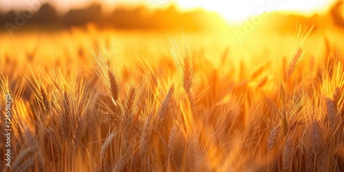  A Field of Wheat Swaying in the Breeze Under the Warm Afternoon Sun  Crafting a Picture of Rural Tranquility.