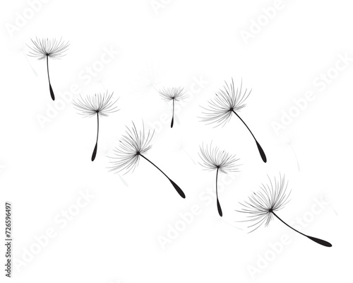 Vector illustration dandelion time. Black Dandelion seeds blowing in the wind. The wind inflates a dandelion isolated on a white background.