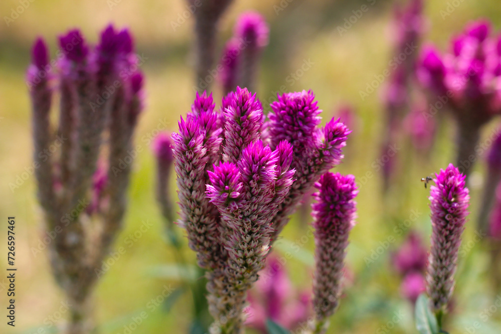 Obraz premium Common cockscomb or Crested celosin flower