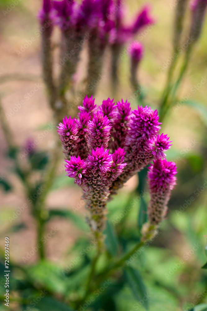 Obraz premium Common cockscomb or Crested celosin flower