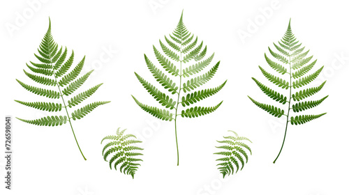 Fern and Plants for Your Garden Design - Top View PNG Digital Art with Transparent Background © Sunanta