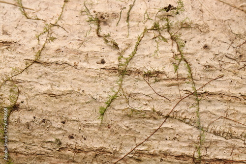 close up photo of white bark tropical tree from Indonesian New Guinea