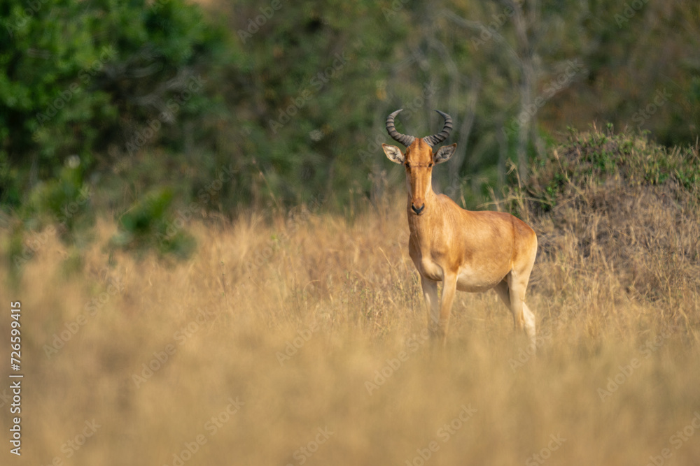 Coke hartebeest stands watching camera in savannah Coke hartebeest stands watching camera in savannah
