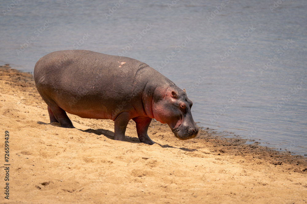 Common hippopotamus walks on riverbank in sunshine Common hippopotamus walks on riverbank in sunshine