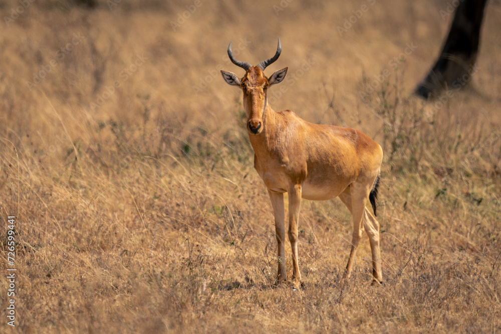 Coke hartebeest stands near tree watching camera Coke hartebeest stands near tree watching camera